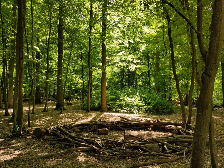 Das Bild zeigt einen Wald mit vielen Bäumen und grünen Blättern. Auf dem Boden liegen in einem Kreis sortiert verschieden große Äste und Baumstämme.